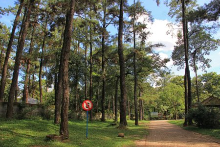 Menjelajahi Hutan Pinus